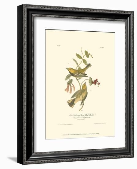 Black-Throated Green Wood Warbler-John James Audubon-Framed Art Print