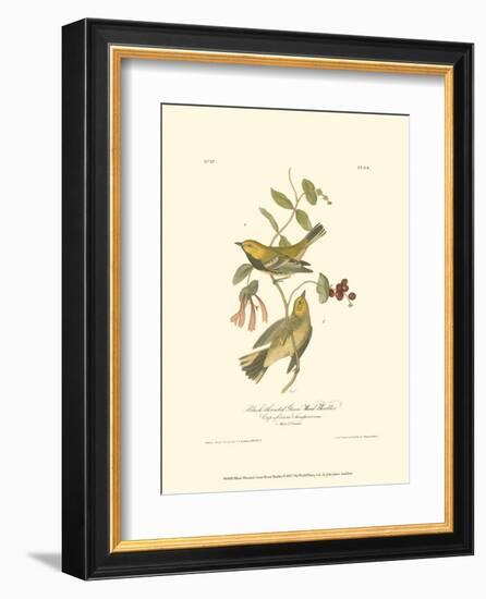 Black-Throated Green Wood Warbler-John James Audubon-Framed Art Print