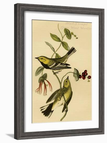 Black Throated Green Wood Warbler-John James Audubon-Framed Art Print