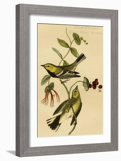 Black Throated Green Wood Warbler-John James Audubon-Framed Art Print