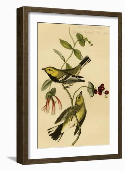 Black Throated Green Wood Warbler-John James Audubon-Framed Art Print