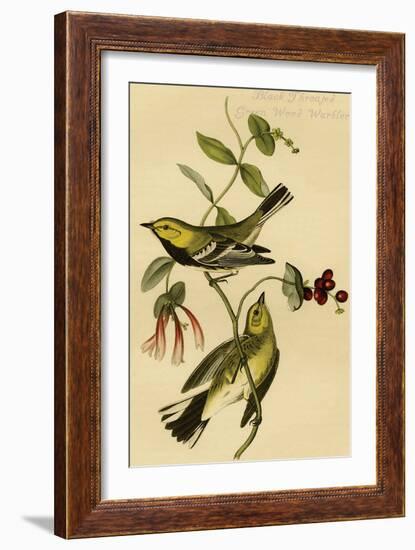 Black Throated Green Wood Warbler-John James Audubon-Framed Art Print