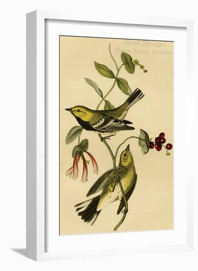 Black Throated Green Wood Warbler-John James Audubon-Framed Art Print