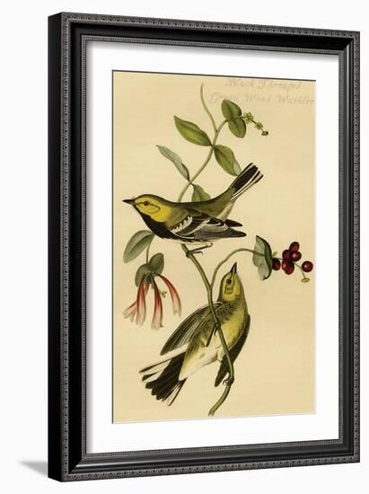 Black Throated Green Wood Warbler-John James Audubon-Framed Art Print