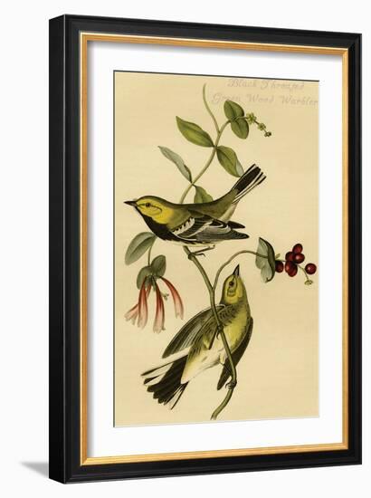 Black Throated Green Wood Warbler-John James Audubon-Framed Art Print