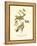 Black-throated Green Wood Warbler-John James Audubon-Framed Stretched Canvas