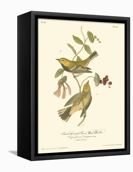 Black-throated Green Wood Warbler-John James Audubon-Framed Stretched Canvas