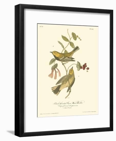 Black-throated Green Wood Warbler-John James Audubon-Framed Premium Giclee Print