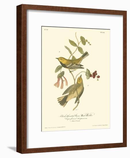 Black-throated Green Wood Warbler-John James Audubon-Framed Premium Giclee Print