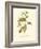 Black-throated Green Wood Warbler-John James Audubon-Framed Art Print