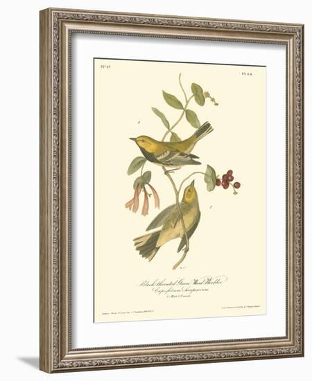 Black-throated Green Wood Warbler-John James Audubon-Framed Art Print