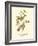 Black-throated Green Wood Warbler-John James Audubon-Framed Art Print