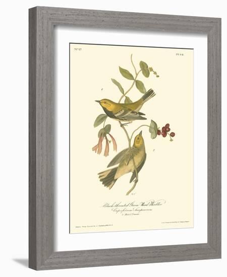 Black-throated Green Wood Warbler-John James Audubon-Framed Art Print