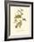 Black-throated Green Wood Warbler-John James Audubon-Framed Art Print