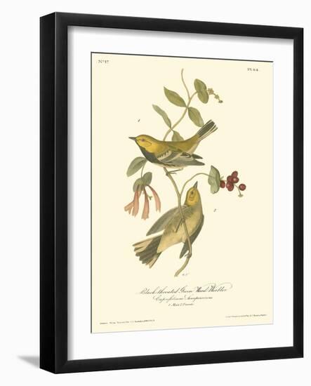 Black-throated Green Wood Warbler-John James Audubon-Framed Art Print