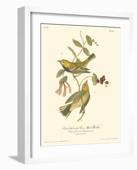 Black-throated Green Wood Warbler-John James Audubon-Framed Art Print