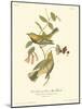 Black-throated Green Wood Warbler-John James Audubon-Mounted Art Print