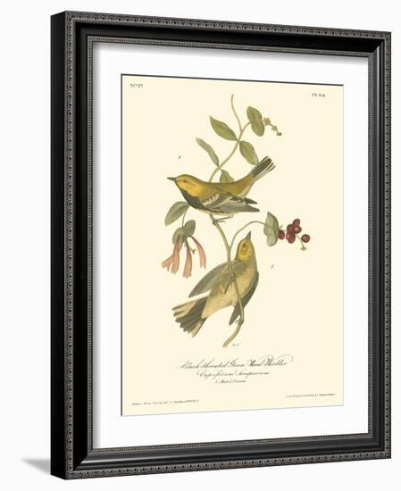 Black-throated Green Wood Warbler-John James Audubon-Framed Art Print