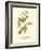 Black-throated Green Wood Warbler-John James Audubon-Framed Art Print