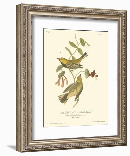 Black-throated Green Wood Warbler-John James Audubon-Framed Art Print