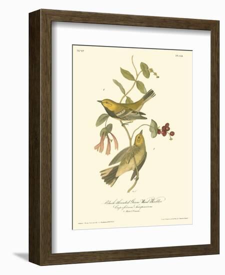 Black-throated Green Wood Warbler-John James Audubon-Framed Art Print