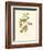 Black-throated Green Wood Warbler-John James Audubon-Framed Art Print