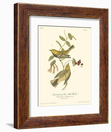 Black-throated Green Wood Warbler-John James Audubon-Framed Art Print