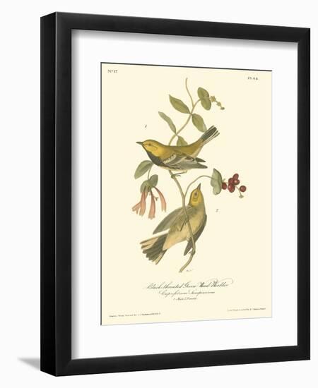 Black-throated Green Wood Warbler-John James Audubon-Framed Art Print