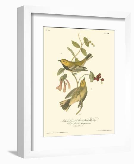 Black-throated Green Wood Warbler-John James Audubon-Framed Art Print