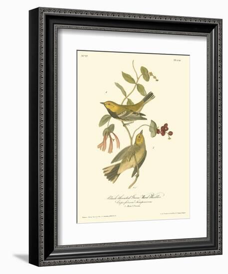 Black-throated Green Wood Warbler-John James Audubon-Framed Art Print