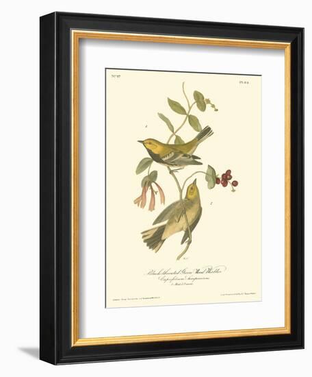 Black-throated Green Wood Warbler-John James Audubon-Framed Art Print