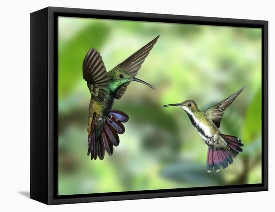 Black-Throated Mango Hummingbird (Anthracothorax Nigricollis) Male And Female In Flight-Kim Taylor-Framed Premier Image Canvas