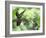 Black-Throated Mango Hummingbird (Anthracothorax Nigricollis) Male And Female In Flight-Kim Taylor-Framed Photographic Print