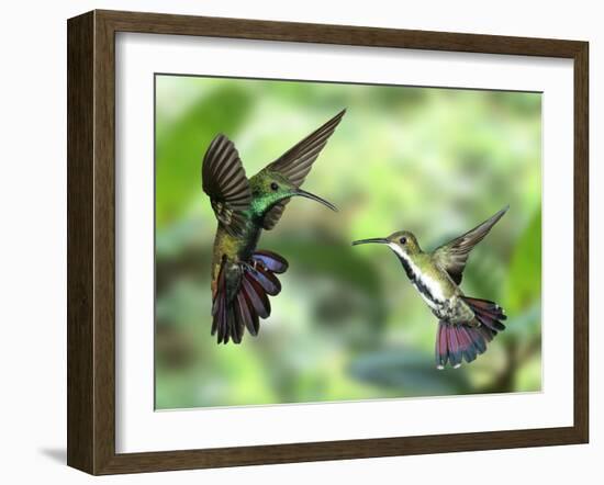 Black-Throated Mango Hummingbird (Anthracothorax Nigricollis) Male And Female In Flight-Kim Taylor-Framed Photographic Print