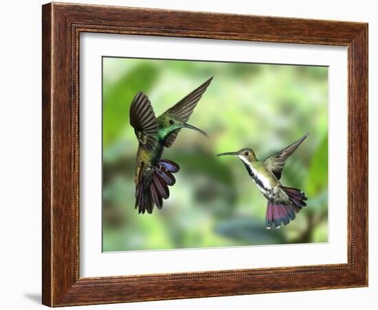 Black-Throated Mango Hummingbird (Anthracothorax Nigricollis) Male And Female In Flight-Kim Taylor-Framed Photographic Print