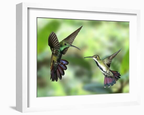 Black-Throated Mango Hummingbird (Anthracothorax Nigricollis) Male And Female In Flight-Kim Taylor-Framed Photographic Print