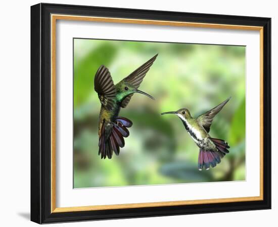 Black-Throated Mango Hummingbird (Anthracothorax Nigricollis) Male And Female In Flight-Kim Taylor-Framed Photographic Print