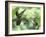 Black-Throated Mango Hummingbird (Anthracothorax Nigricollis) Male And Female In Flight-Kim Taylor-Framed Photographic Print