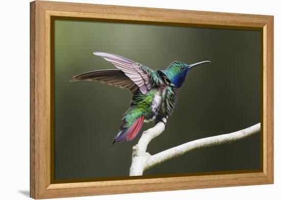 Black-throated Mango Hummingbird, ruffling its feathers, Trinidad and Tobago-Ken Archer-Framed Premier Image Canvas