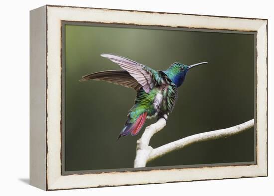 Black-throated Mango Hummingbird, ruffling its feathers, Trinidad and Tobago-Ken Archer-Framed Premier Image Canvas