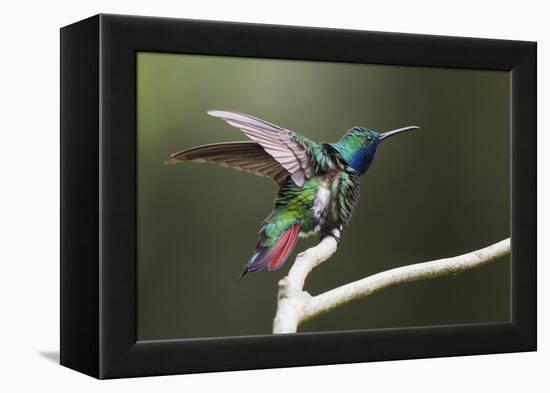 Black-throated Mango Hummingbird, ruffling its feathers, Trinidad and Tobago-Ken Archer-Framed Premier Image Canvas
