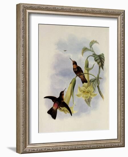 Black-Throated Sunbeam, Agl?actis Caumatonota-John Gould-Framed Giclee Print