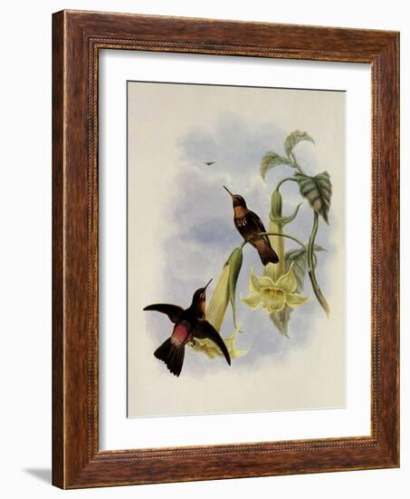 Black-Throated Sunbeam, Agl?actis Caumatonota-John Gould-Framed Giclee Print