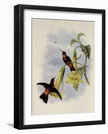 Black-Throated Sunbeam, Agl?actis Caumatonota-John Gould-Framed Giclee Print