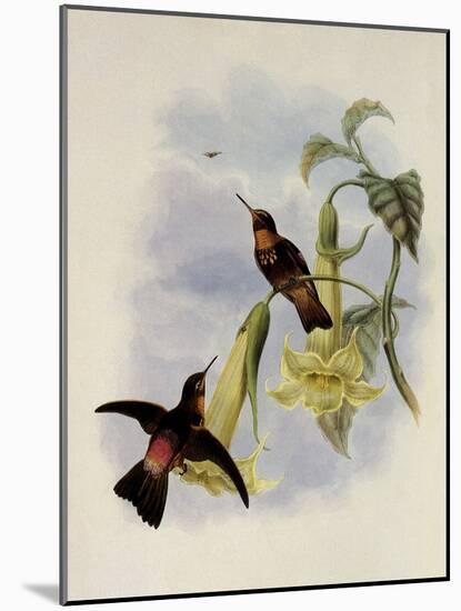 Black-Throated Sunbeam, Agl?actis Caumatonota-John Gould-Mounted Giclee Print