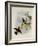 Black-Throated Sunbeam, Agl?actis Caumatonota-John Gould-Framed Giclee Print