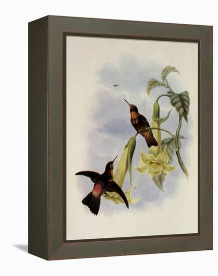 Black-Throated Sunbeam, Agl?actis Caumatonota-John Gould-Framed Premier Image Canvas