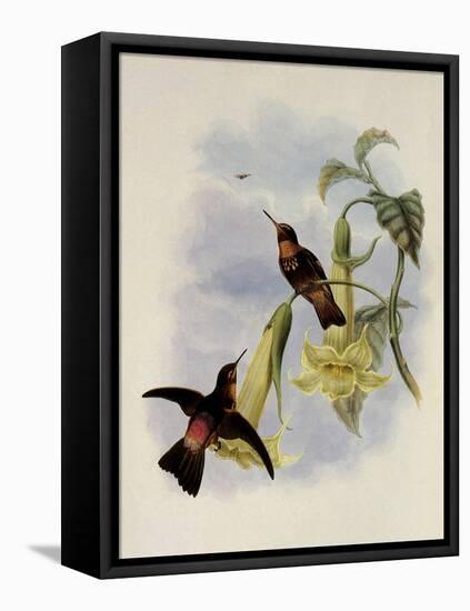 Black-Throated Sunbeam, Agl?actis Caumatonota-John Gould-Framed Premier Image Canvas