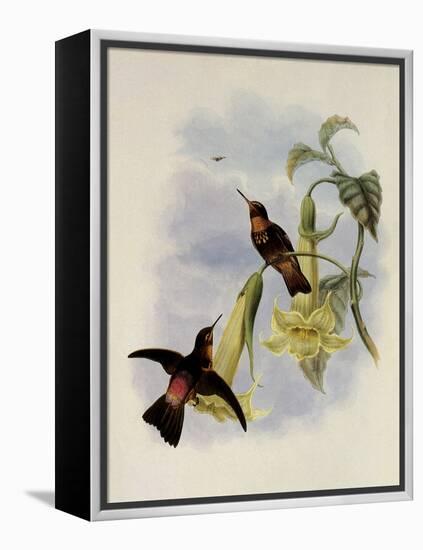 Black-Throated Sunbeam, Agl?actis Caumatonota-John Gould-Framed Premier Image Canvas