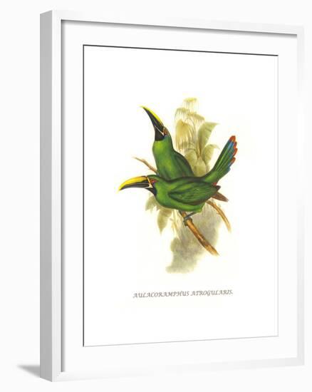 Black Throated Toucanet-John Gould-Framed Art Print